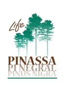 Life Pinassa