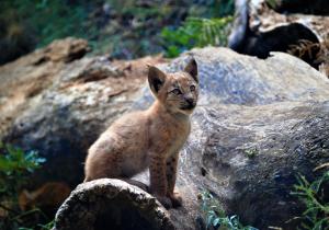 european lynx at mónnatura pirineus