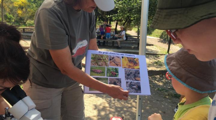 bioblitz-montserrat-muntanya-alinya