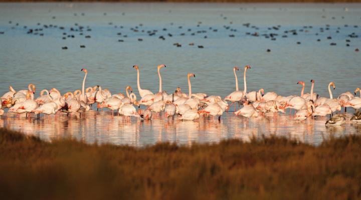 flamencs