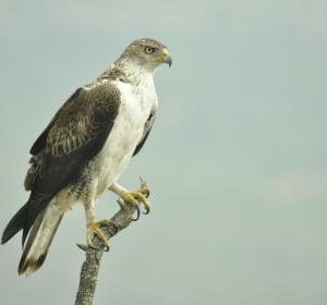 Àguila cuabarrada 