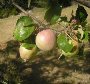 poma de sant jaume