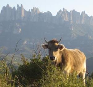 vaca i montserrat 