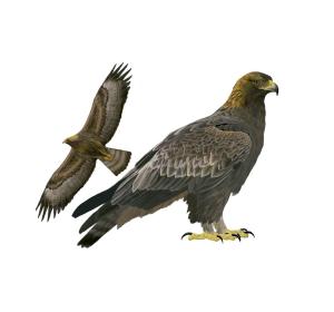 aguila daurada