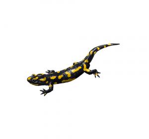 Salamandra